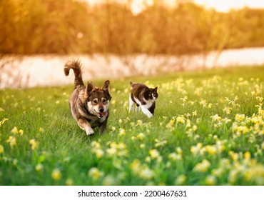 Fluffy Friends A Cat And A Dog Run Merrily And Quickly Through A Blooming Meadow On A Sunny Day