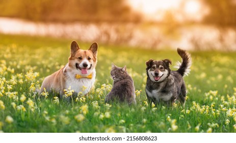 Fluffy Friends A Cat And Two Dogs Walking On A Sunny Spring Meadow