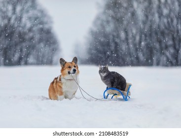 Fluffy Friends Dog Corgi Carries A Striped Cat On A Sled