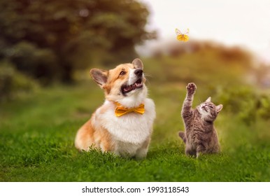 fluffy friends funny cat and a corgi dog walks in a summer meadow on the green grass and catches a flying butterfly
