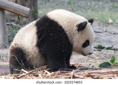 giant fluffy panda