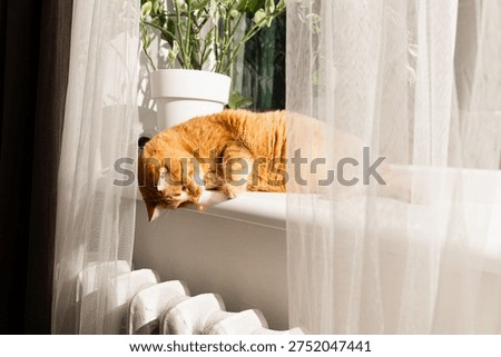 A fluffy ginger cat is captivated by a laser pointer's red light while resting on a sunny windowsill next to a houseplant and radiator