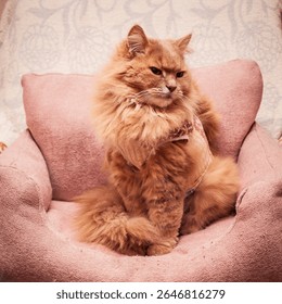A fluffy ginger cat with a grumpy expression wearing a diaper sits on a pink pet bed.