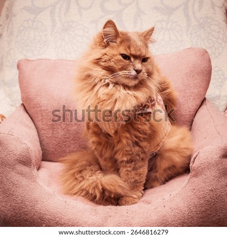 A fluffy ginger cat with a grumpy expression wearing a diaper sits on a pink pet bed.