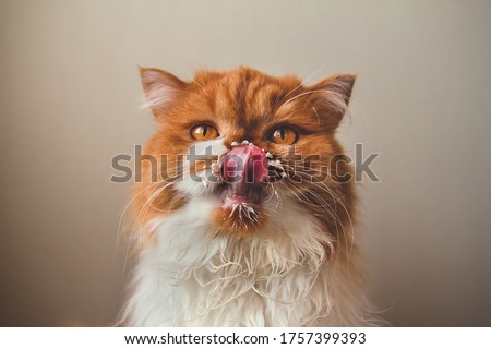 A fluffy ginger cat licks sour cream from its face. Milk tendrils. Funny red cat licks its lips.