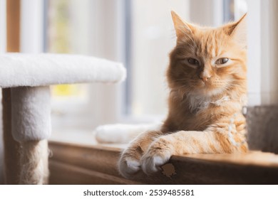 A fluffy ginger cat lounges by a sunlit window, gazing calmly with a soft, watchful expression, enjoying a cozy indoor moment. - Powered by Shutterstock