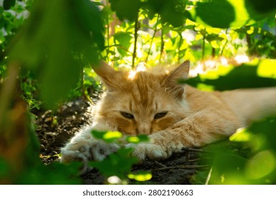 Fluffy ginger cat lying down tired on the ground under green bushes to hide from hot summer sun, cute red pet resting in shade during extreme heatwave. 