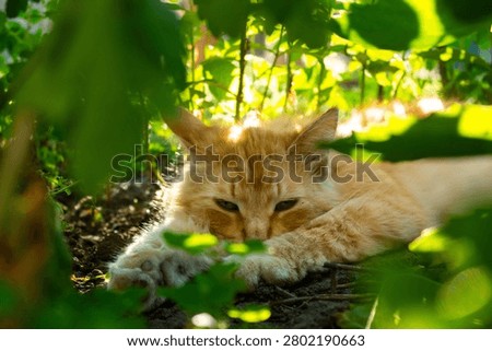 Fluffy ginger cat lying down tired on the ground under green bushes to hide from hot summer sun, cute red pet resting in shade during extreme heatwave. 