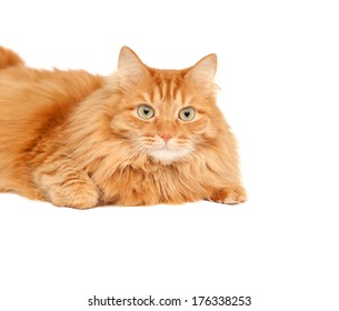 Similar Images, Stock Photos & Vectors of fluffy ginger cat lying ...