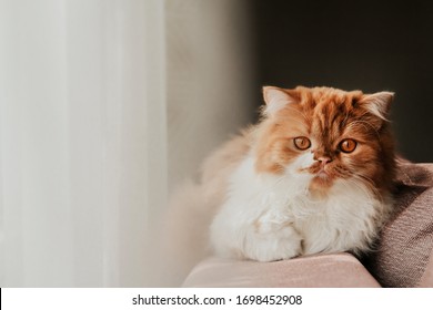 Fluffy ginger cat on the back of the sofa by the window. Red Scottish kitten. - Shutterstock ID 1698452908