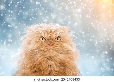 A fluffy ginger cat with snow on its fur stares intently amidst a snowfall, capturing a cozy and humorous winter scene.
 - Powered by Shutterstock