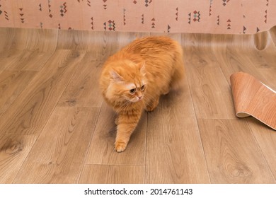 Fluffy ginger cat walking on the vinyl flooring with embossed imitation of wooden planks during its laying 
 - Powered by Shutterstock