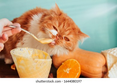  Fluffy ginger kitten licks the melted ice cream from a spoon. A human hand feeds a kitten with pumpkin ice cream.