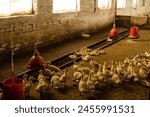 Fluffy Goslings in a Backyard. Adorable Baby Animals