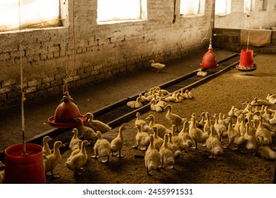 Fluffy Goslings in a Backyard. Adorable Baby Animals