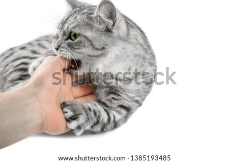 Fluffy gray beautiful adult cat bites hand, breed scottish, close portrait on white background with green eyes, isolated