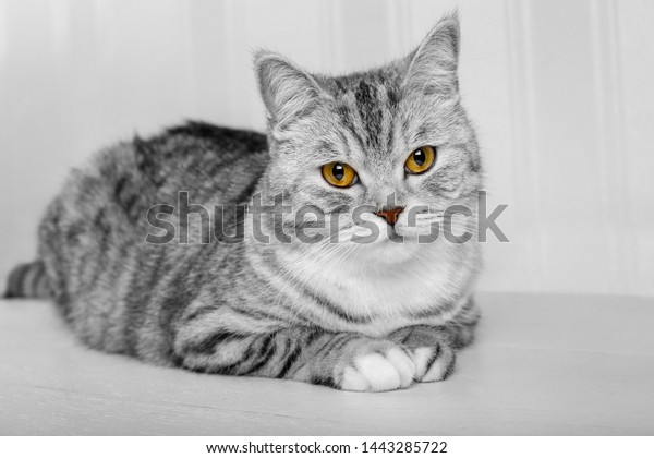 Fluffy Gray Beautiful Adult Cat Breed Stock Photo Edit Now