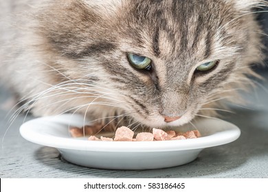 Fluffy Gray Cat Eating Cat Food From A Bowl