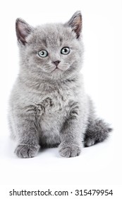 Fluffy gray kitten British (isolated on white) - Shutterstock ID 315479954