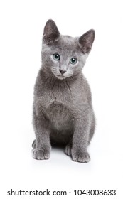 Fluffy Gray Kitten Of A Russian Blue Cat (isolated On White)