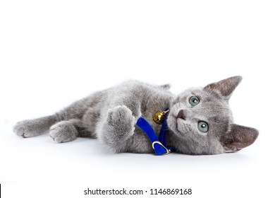 Fluffy Gray Kitten Of A Russian Blue Cat In A Collar (isolated On White)