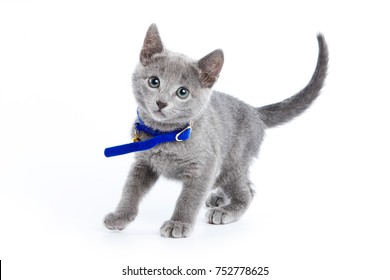 Fluffy Gray Kitten Of A Russian Blue Cat In A Collar (isolated On White)