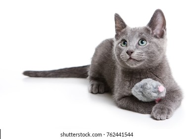 Fluffy Gray Kitten Of A Russian Blue Cat (isolated On White)