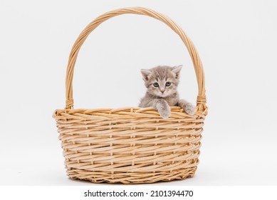 A fluffy gray kitten is sitting in a wicker basket. A small striped cat looks out of a basket on a white background, vertical photo.
