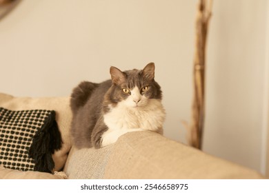 A fluffy gray and white cat lounging on a beige sofa, with a black and white pillow nearby, in a cozy indoor setting. - Powered by Shutterstock