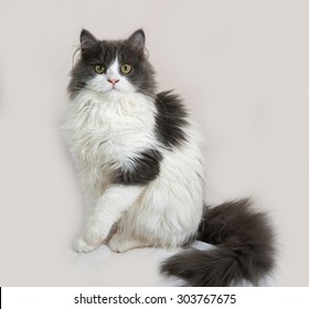 Fluffy gray and white kitten sitting on gray background - Shutterstock ID 303767675