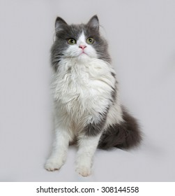 Fluffy gray and white kitten sitting on gray background - Shutterstock ID 308144558