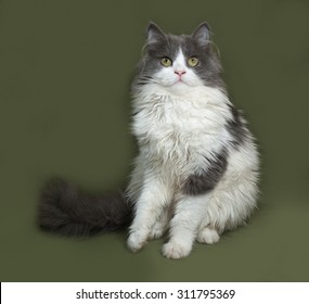 Fluffy gray and white kitten sitting on green background - Shutterstock ID 311795369
