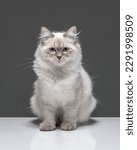 Fluffy grey cat with blue eyes in studio. Sitting Neva Masquerade kitten on a gray background. High quality vertical photo of long-hair cat