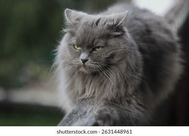 Fluffy grey cat lounging on a wooden fence during a calm afternoon at a peaceful outdoor setting