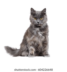 Fluffy Grey Cat Sitting White Studio Stock Photo 604226648 | Shutterstock