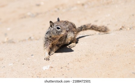 Fluffy Ground Squirrel Rodent Marmotini Animal In Natural Habitat