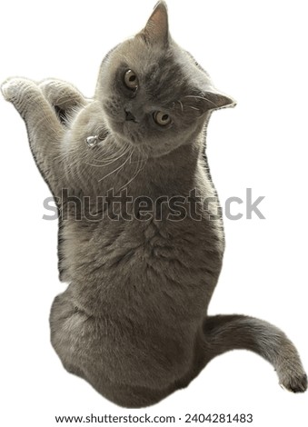 Similar – Image, Stock Photo cat wash Animal Pet Cat