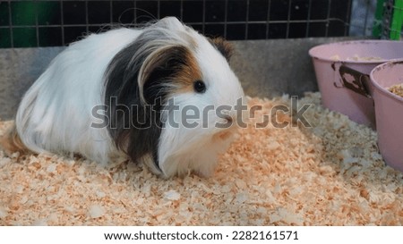 fluffy guinea pig of the Sheltie breed is white with black spots in a cage. The concept of keeping and breeding exotic animals at home