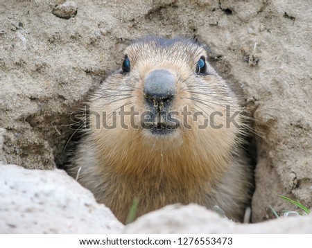 Fluffy head of a scared marmot against the background of mink in the ground