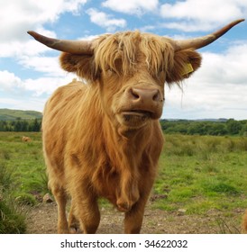 Fluffy Highland Cattle Stock Photo 34622032 | Shutterstock