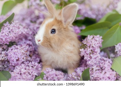 Download Lilac Rabbit High Res Stock Images Shutterstock