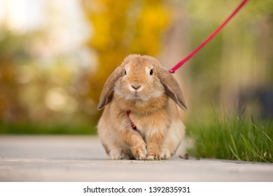 Fluffy Home Pet On A Walk On Green Grass. Child Learning To Take Care Of An Animal. Long-eared Decorative Rabbit On A Red Leash.