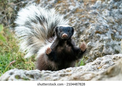 A Fluffy Humboldt's Hog-nosed Skunk Is Standing With His Claws Up In The Sky In Patagonia Chile