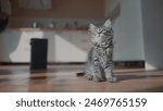 fluffy kitten in the kitchen. pets care at home family concept. cute fluffy gray kitten sits in kitchen on the floor in the sun looks plays. young cat plays in the house sits on the floor indoors