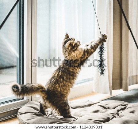 Similar – Playing cat at the window