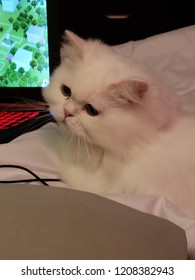 Fluffy Kitty Cat
