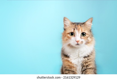 Fluffy kitty looking at camera on blue background, front view. Cute young  long hair calico or torbie cat sitting in front of colored background with copy space. 10 month old female kitten. Isolated.