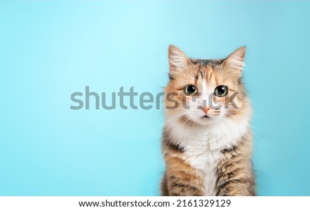Fluffy kitty looking at camera on blue background, front view. Cute young  long hair calico or torbie cat sitting in front of colored background with copy space. 10 month old female kitten. Isolated.