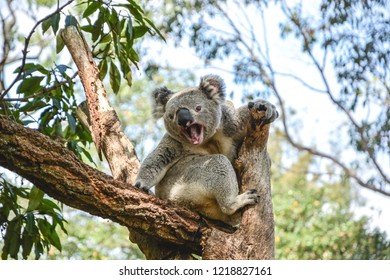 Fluffy Koala bear in Australia