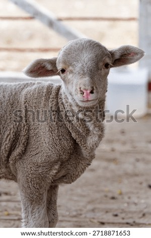 Fluffy lamb looking at viewer, representing innocence and farm life
